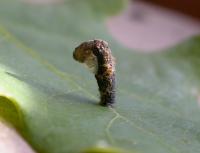 Coleophora ibipennella - Geelsnuiteikenkokermot