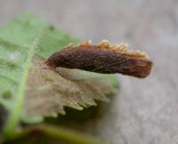 Coleophora limosipennella - Lichte Iepkokermot