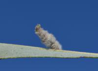 Coleophora pennella - Haartjeskokermot