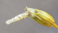 Coleophora striatipennella - Muurkokermot