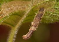 Coleophora wockeella - betoniekokermot