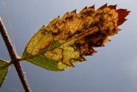 Stigmella sorbi Lijsterbesblaasmijnmot