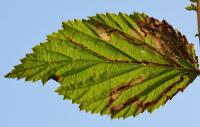 Stigmella filipendulae - Spireamineermot