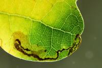 Stigmella atricapitella - zwartkopeikenmineermot