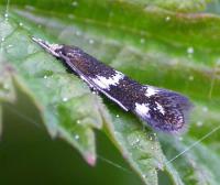 Elachista apicipunctella - Zilverpuntgrasmineermot
