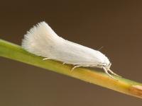 Elachista argentella - Witte grasmineermot
