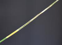 Elachista nobilella - Prachtgrasmineermot
