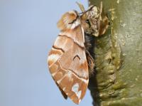 Endromis versicolora - Oignies ~ Bois d'Oignies (natuurpark Viroin - Hermeton) - (Namen) 31-03-2018 ©Steve Wullaert