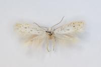 Elachista elsaella - Grote peper-en-zoutmineermot