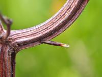 Coleophora hydrolapathella - Moeraskokermot