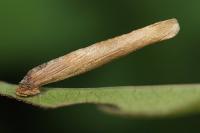 Coleophora inulae - Alantkokermot