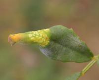 Phyllonorycter medicaginella - Honingklavervouwmot