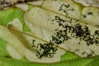 Slanke purpermot - Paracrania chrysolepidella