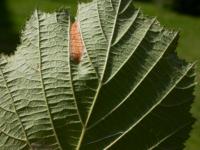 Phyllonorycter nicellii - Hazelaarvouwmot