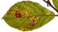 Stigmella salicis - Boswilgmineermot