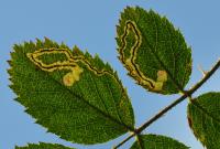 Stigmella centifoliella - Gelijnde rozenmineermot