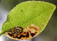 Stigmella myrtillella Bosbesmineermot