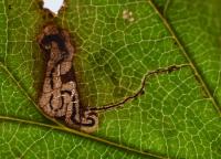 Stigmella torminalis - verborgen elsbesmineermot