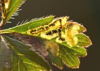 Stigmella thuringiaca - Agrimoniemineermot