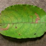 Stigmella salicis Boswilgmineermot