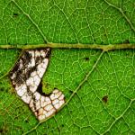 Stigmella salicis Boswilgmineermot