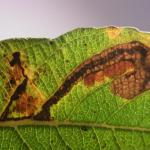 Stigmella salicis Boswilgmineermot