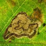 Stigmella ruficapitella - Variabele eikenmineermot