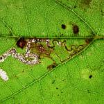 Stigmella tiliae Lindemineermot