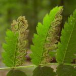 Stigmella nylandriella Gewone lijsterbesmineermot