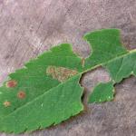 Stigmella magdalenae - Grijze lijsterbesmineermot