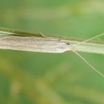 Coleophora albicans - Alsemkokermot