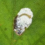 Eriocrania salopiella - Geelkoppurpermot
