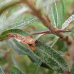 Spilonota ocellana - Rode knopbladroller