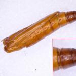 Limnaecia phragmitella - Lisdoddeveertje