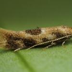 Bucculatrix ulmella - Eikenooglapmot