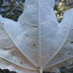 Phyllonorycter comparella - Abeelvouwmot