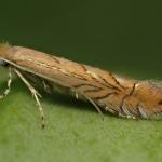 Phyllonorycter messaniella - Veelvraatvouwmot