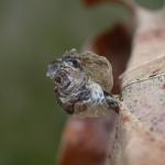 Coleophora kuehnella - Blaasjespistoolkokermot