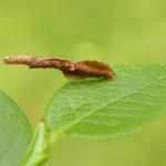 Coleophora idaeella - Vossenbeskokermot