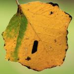 Ectoedemia turbidella - Abelenbladsteelmineermot