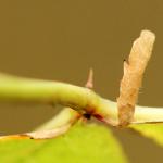 Coleophora gryphipennella - Rozenkokermot