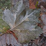 Phyllonorycter platani - Plataanvouwmot