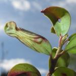 Phyllonorycter junoniella - Vossenbesvouwmot