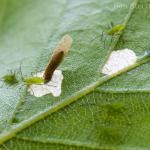 Coleophora gryphipennella - Rozenkokermot