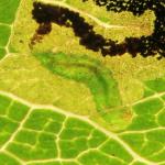 Stigmella pyri - Perenbladmineermot