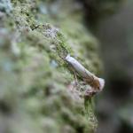 Phyllonorycter harisella - Witte eikenvouwmot