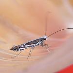 Micrurapteryx kollariella - Bremsteltmot