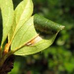 Caloptilia azaleella - Azaleasteltmot