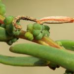 Coleophora deviella - Schorrenkruidkokermot