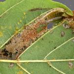 Phyllonorycter froelichiella - Oranje elzenvouwmot